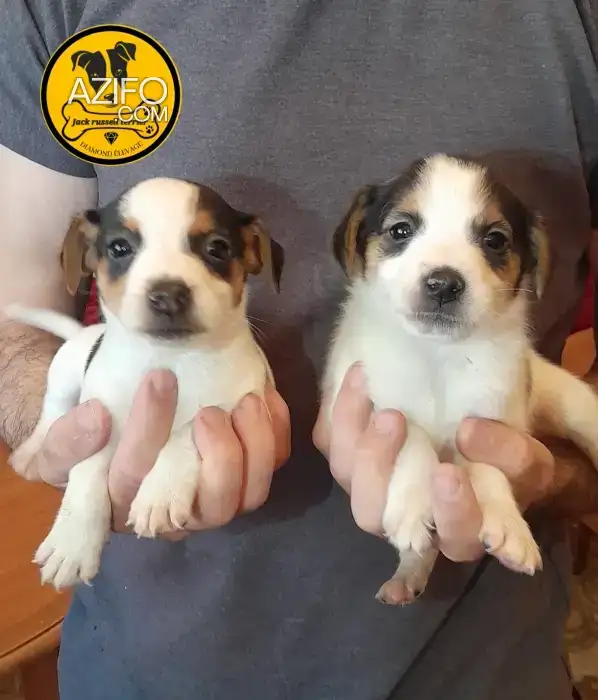 Chiot Mâle Jack Russell Terrier de 55jrs in الدار البيضاء, MOROCCO | Azifo
