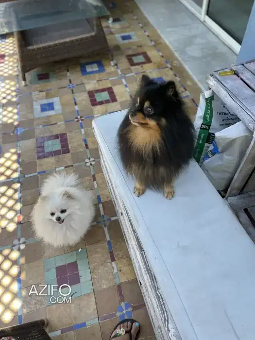 Chiot Femelle Spitz Poméranien (Loulou de Poméranie) in الدار البيضاء, MOROCCO | Azifo