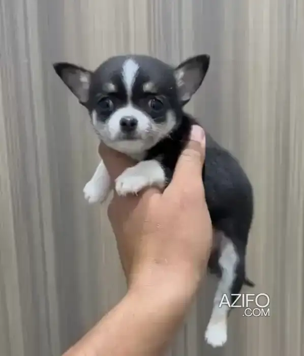 Chiot Femelle Chihuahua de 2 mois in الدار البيضاء, MOROCCO | Azifo