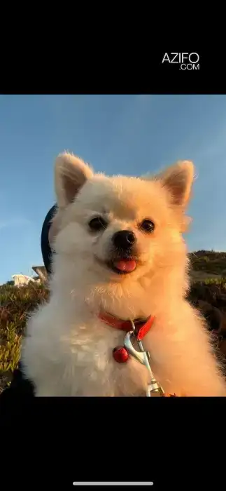 Chien Femelle Spitz de 1 an in الدار البيضاء, MOROCCO | Azifo