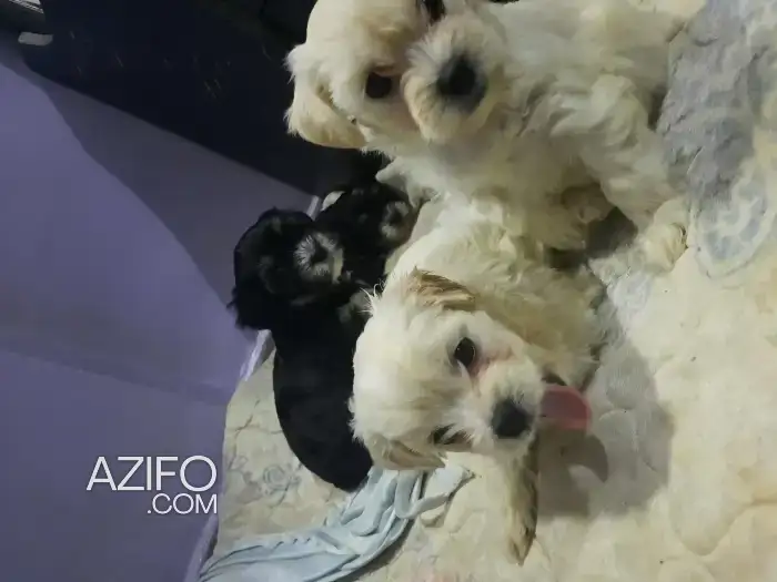 Chien Bichon Maltais in مكناس, MOROCCO | Azifo