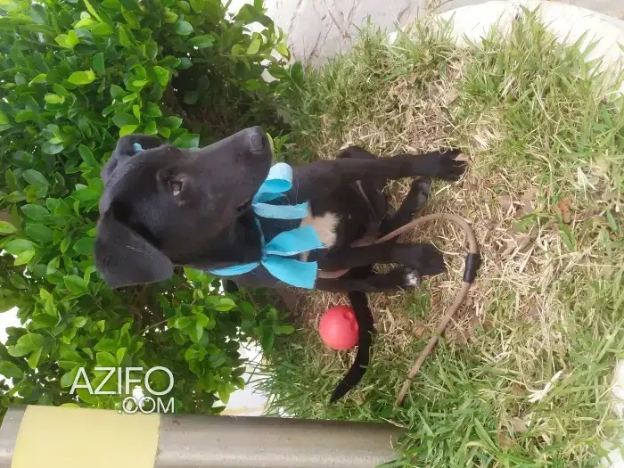 Adoption : Chiot Labrador Retriever de 8 mois in الرباط, MOROCCO | Azifo