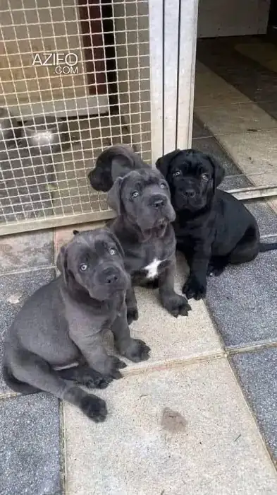 Portée de Chiots Cane Corso in الدار البيضاء, MOROCCO | Azifo