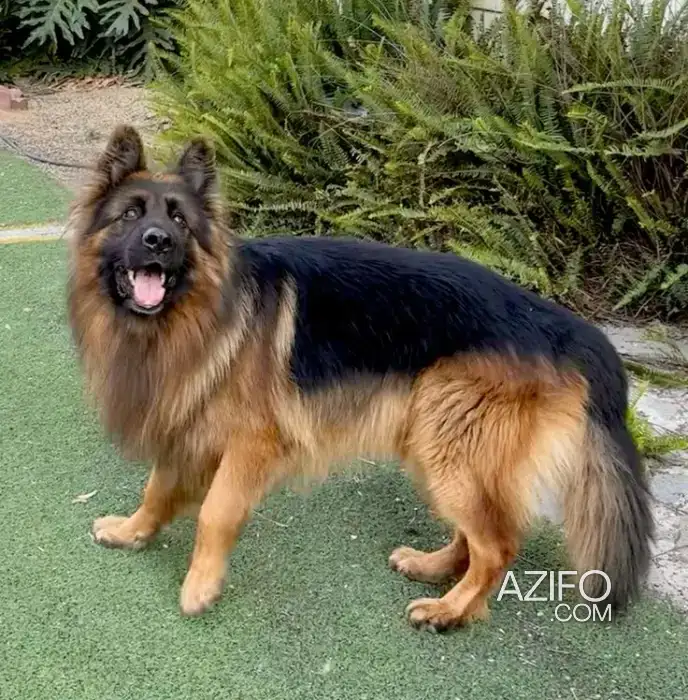 Portée de Chiots Berger Allemand in الدار البيضاء, MOROCCO | Azifo