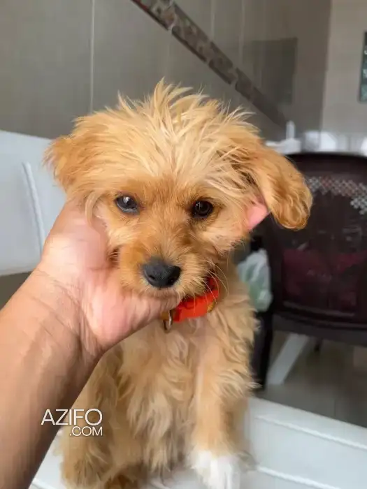 Chiot Femelle Bichon Havanais de 10 mois in الدار البيضاء, MOROCCO | Azifo