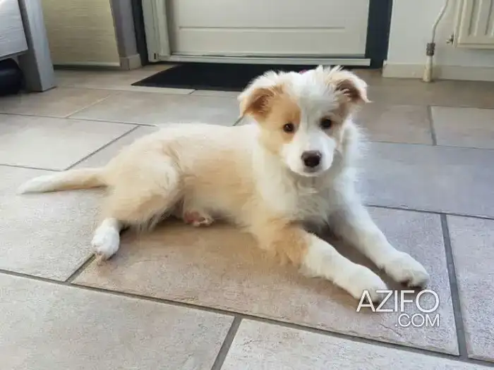Chiot Border Colli de 7mois in الدار البيضاء, MOROCCO | Azifo