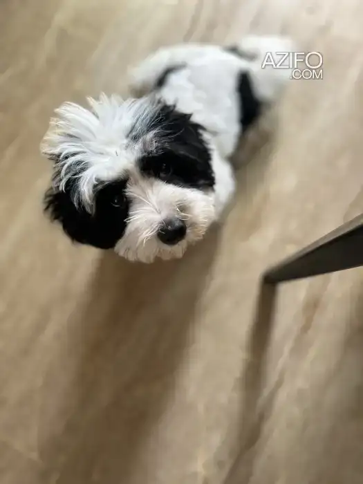 Chiot Mâle Bichon Havanais de 3 mois et demi in المحمدية, MOROCCO | Azifo