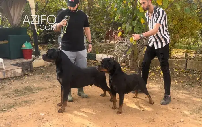 Portée de Chiots Rottweiler in الرباط, MOROCCO | Azifo