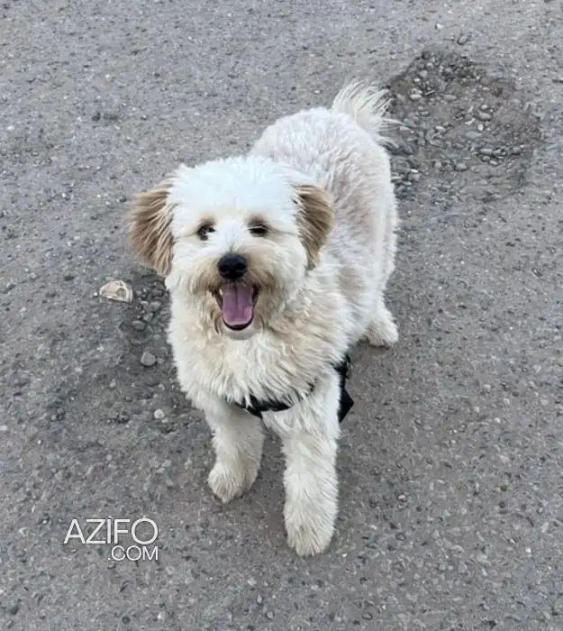 Chiot Bichon Havanais de 7 mois in أكادير, MOROCCO | Azifo