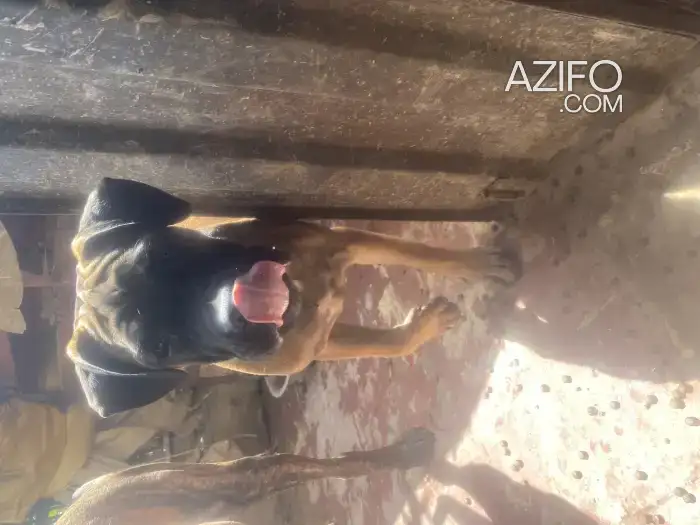 Chiot Mâle Presa Canario Sablé de 3 mois in Marrakech, MOROCCO | Azifo