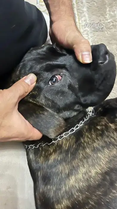 Chien Cane Corso in Casablanca, MOROCCO | Azifo
