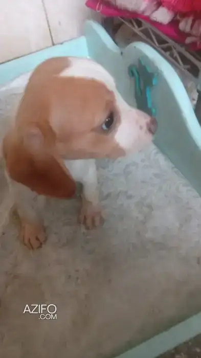 Chien Beagle Chocolat in Casablanca, MOROCCO | Azifo