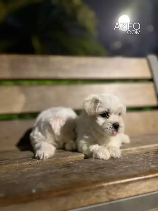 Portée de Chiots Bichon Maltais in Casablanca, MOROCCO | Azifo