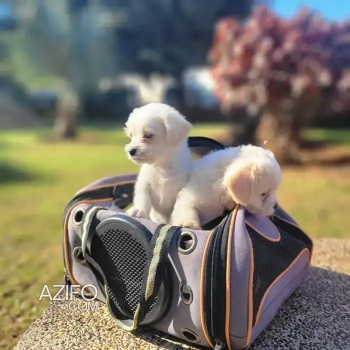 Portée de Chiots Bichon in Casablanca, MOROCCO | Azifo