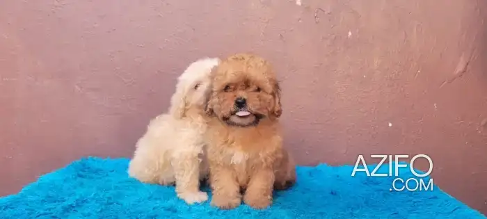 Portée de Chiots Bichon Havanais in Casablanca, MOROCCO | Azifo