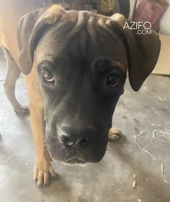 Chiot Mâle Presa Canario Sablé de 3 mois in Marrakech, MOROCCO | Azifo