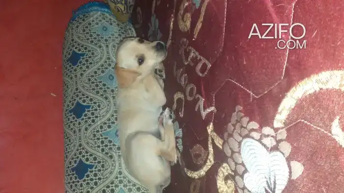 Chien Caniche in Rabat, MOROCCO | Azifo