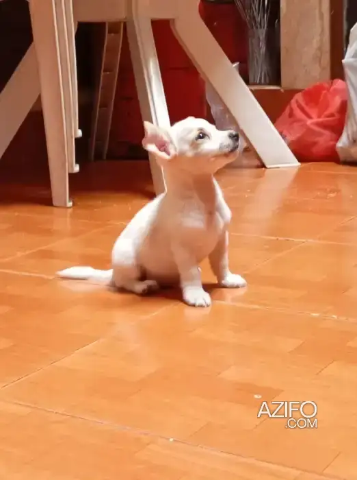 Chien Mâle Jack Russell Terrier in الدار البيضاء, MOROCCO | Azifo