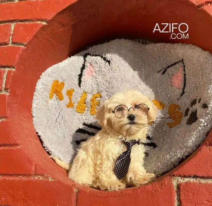 Chiot Bichon Maltais Toy / Miniature de 2mois et 20jrs in الرباط, MOROCCO | Azifo