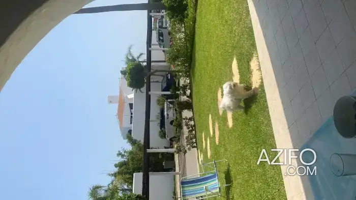 Chien Bichon in الدار البيضاء, MOROCCO | Azifo