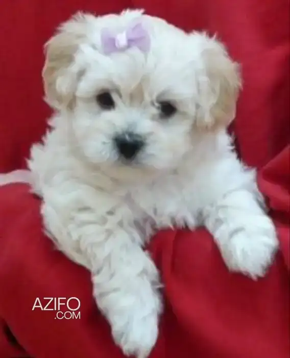Chiot Bichon Maltais de 2 mois in سلا, MOROCCO | Azifo
