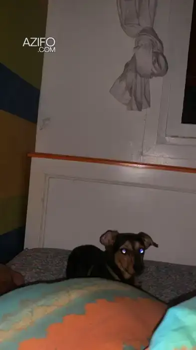 Chiot Pinscher Nain de 4 mois in الرباط, MOROCCO | Azifo