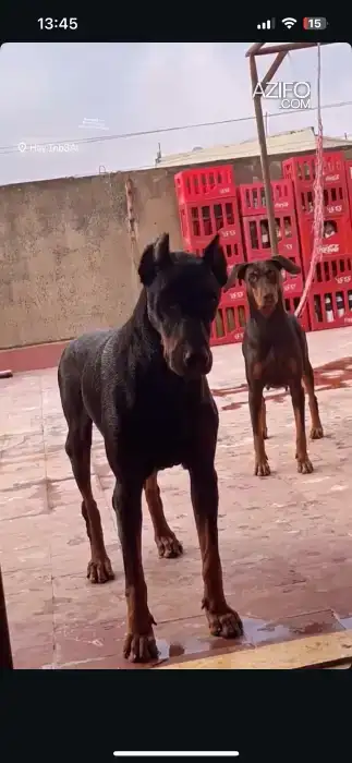 Portée de Chiots Dobermann in سلا, MOROCCO | Azifo