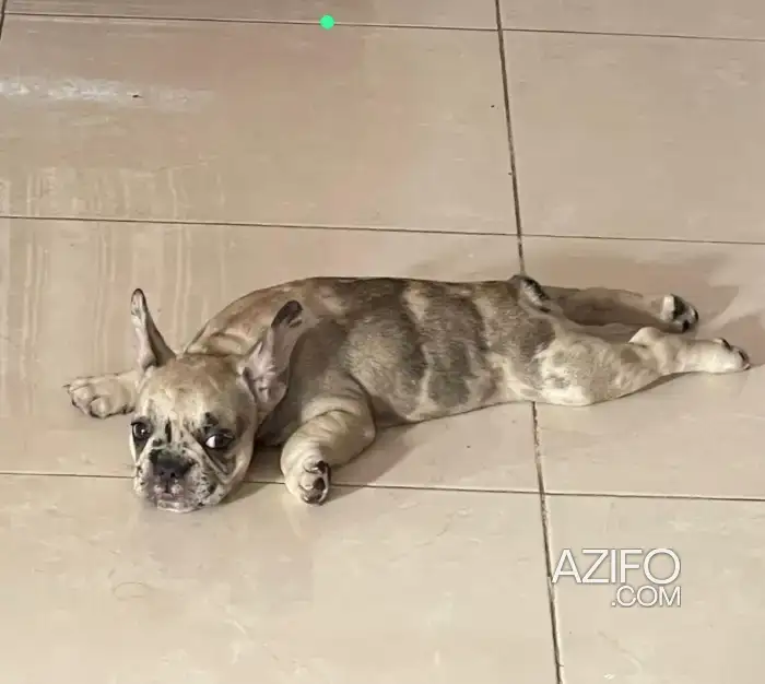 Chiot Bulldog Français Merle de 4 mois in سلا, MOROCCO | Azifo