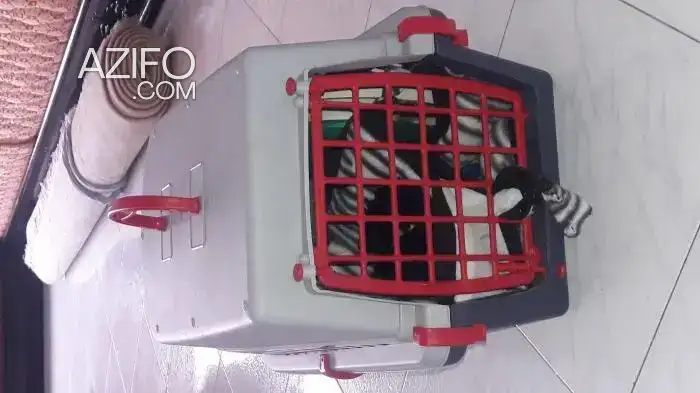 cage pour chat in Casablanca, MOROCCO | Azifo