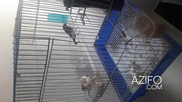 3 cages 3 mangeoires in Casablanca, MOROCCO | Azifo