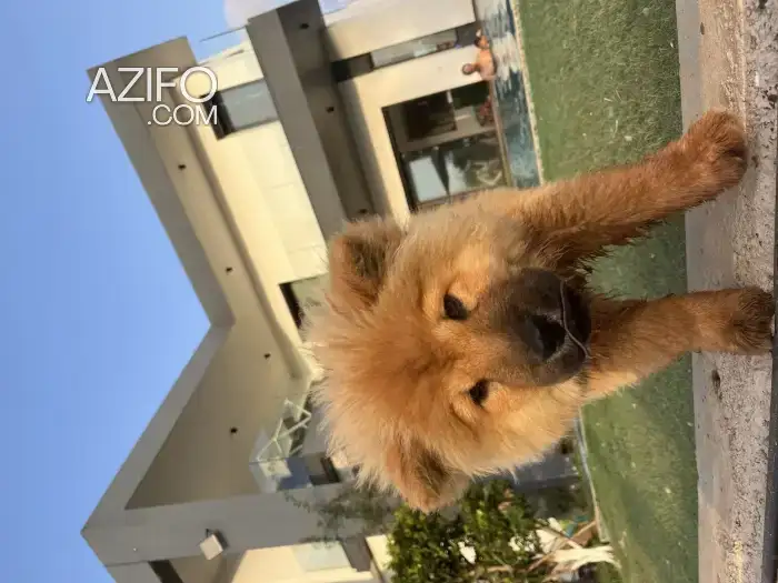 Portée de Chiots Chow Chow in الرباط, MOROCCO | Azifo