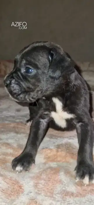 Portée de Chiots Cane Corso in مراكش, MOROCCO | Azifo