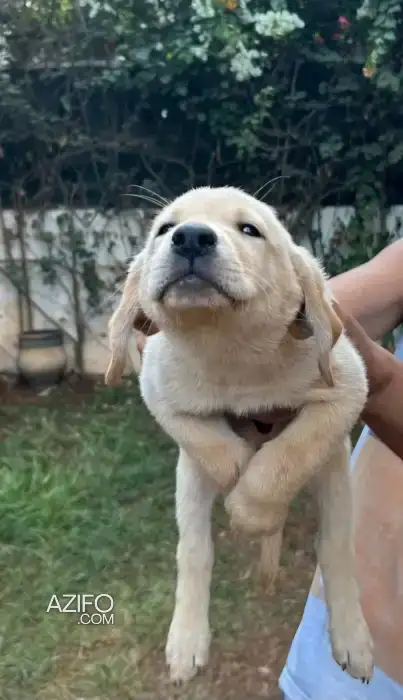 Chiot Femelle Labrador Retriever Sablé de 10 semaines in الدار البيضاء, MOROCCO | Azifo