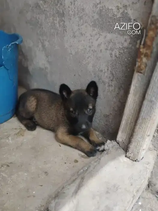 Chiot Berger Malinois de 1mois et une semaine in الدار البيضاء, MOROCCO | Azifo