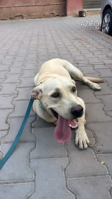 Chiot Labrador Retriever de 8 mois in الدار البيضاء, MOROCCO | Azifo