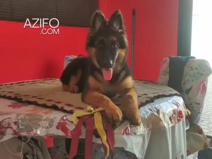 Chiot Femelle Berger Allemand de 3 mois in Temara, MOROCCO | Azifo