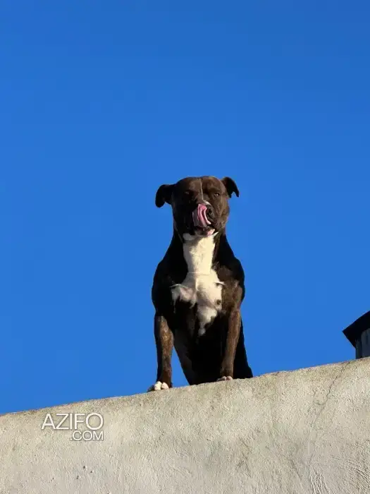 Adoption : Mâle American Staffordshire Terrier de 4 ans in Rabat, MOROCCO | Azifo