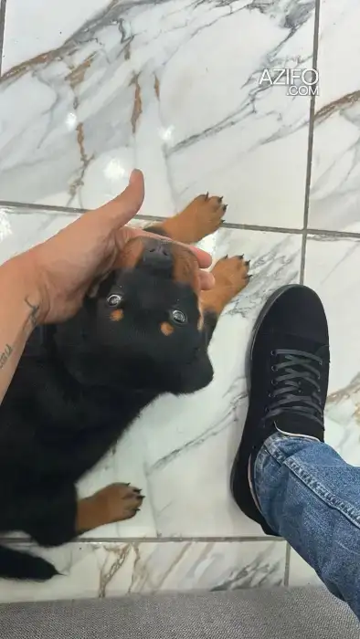 Chiot Femelle Rottweiler de 56 jour in Casablanca, MOROCCO | Azifo