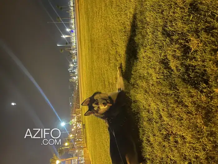 Adoption : Mâle Husky Sibérien Bleu de un an in طنجة - أصيلة, MOROCCO | Azifo