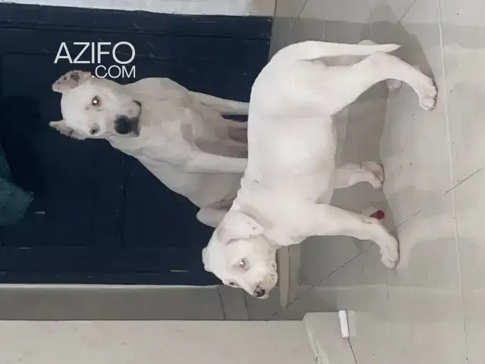 Chien Femelle Dogue Argentin Bleu in Mohammédia, MOROCCO | Azifo