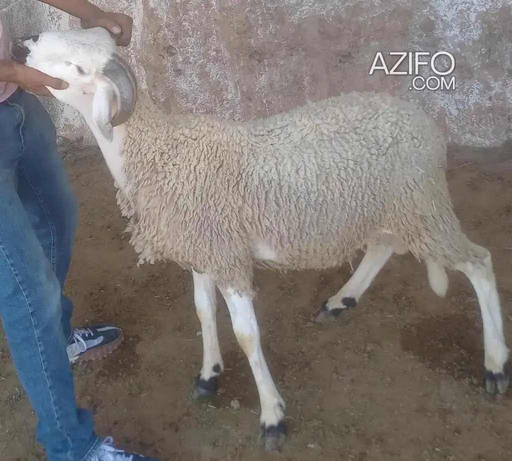 Mouton aid al adha 2023 خروف عيد الأضحى – à vendre in Marrakech, MOROCCO | Azifo