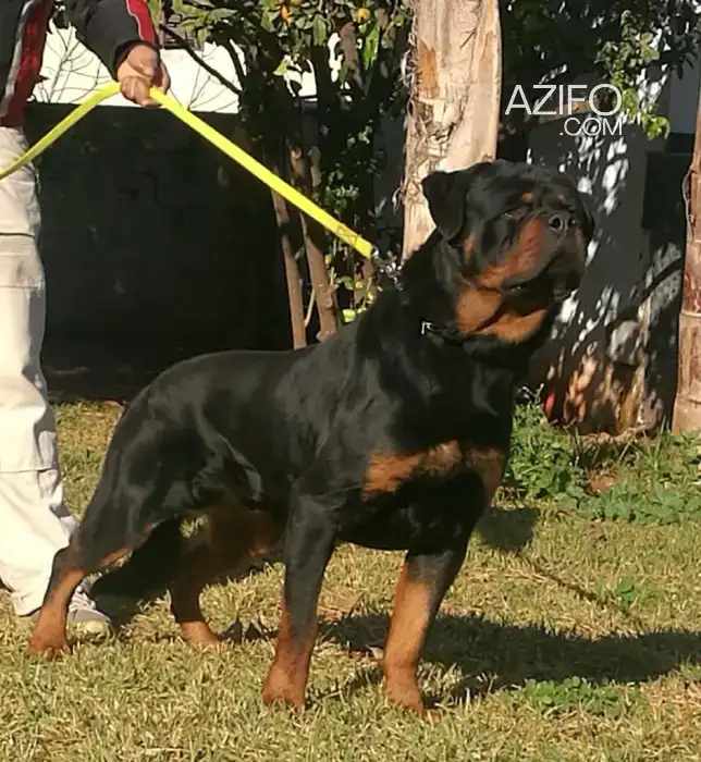Chien Rottweiler in Casablanca, MOROCCO | Azifo