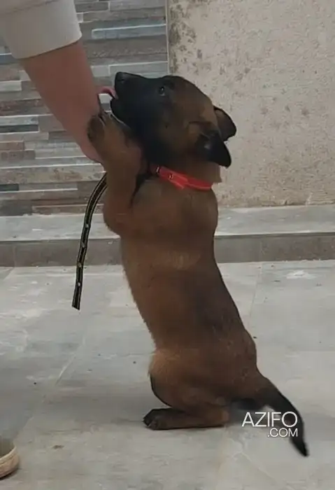 Chiot Femelle Berger Malinois Charbonné de 2 mois in Marrakech, MOROCCO | Azifo