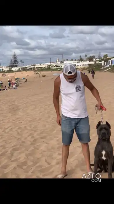 Chien Femelle Cane Corso in Rabat, MOROCCO | Azifo