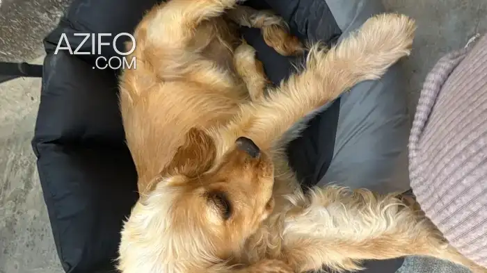 Chien Cocker Anglais in Casablanca, MOROCCO | Azifo
