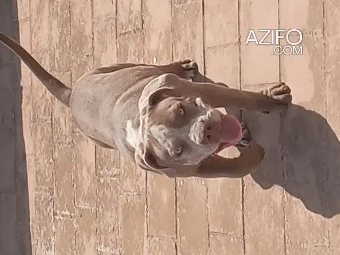 Chiot Femelle American Bully de 5 mois in Casablanca, MOROCCO | Azifo