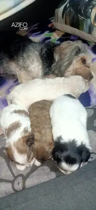 Chien Bichon Maltais in Marrakech, MOROCCO | Azifo