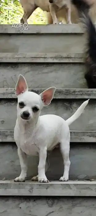 Chiot Chichawa 4Mois de 4mois in Oujda, MOROCCO | Azifo