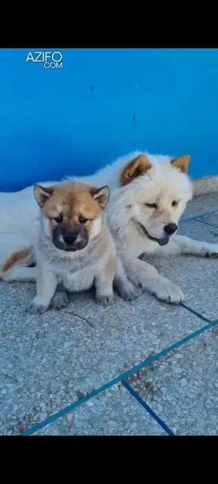 Portée de Chiots Chow Chow de 35jr in Salé, MOROCCO | Azifo