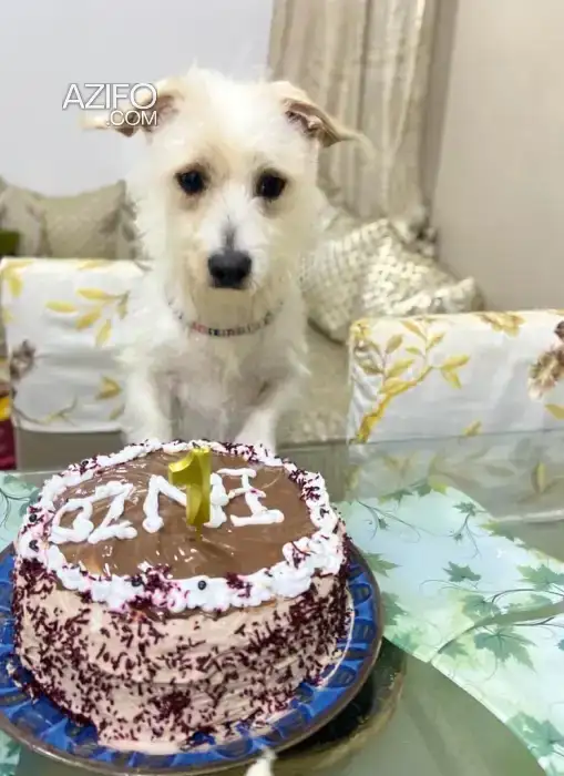 Adoption : Bichon Maltais de 1 an in الدار البيضاء, MOROCCO | Azifo